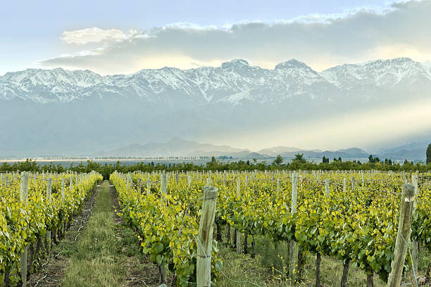 istock Vineyard in Mendoza with mountains and fog 457779095