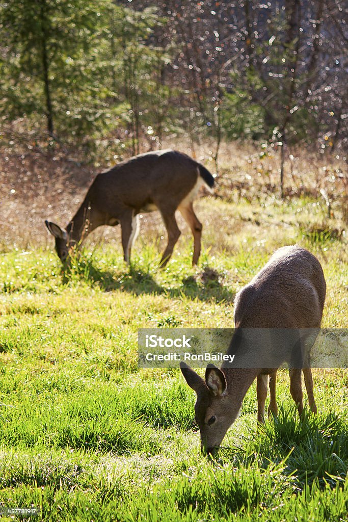 Maultierhirsche: Rehkitz und Doe - Lizenzfrei Aufnahme auf Augenhöhe Stock-Foto