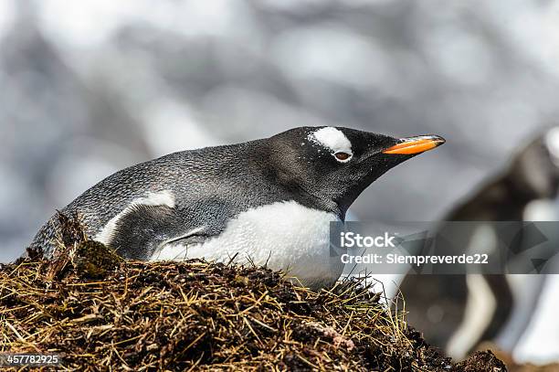 Папуанский Пингвин Пребывания В Гнездо — стоковые фотографии и другие картинки Антарктика - Антарктика, Великобритания, Горизонтальный