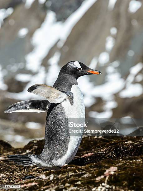 Photo libre de droit de Manchot Papou Essaie De Voler Avec Des Ailes banque d'images et plus d'images libres de droit de Antarctique - Antarctique, Climat, Faune