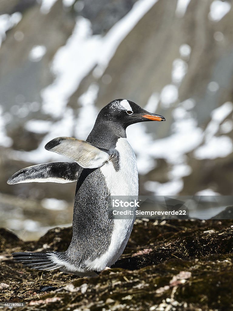 Pinguim Gentoo tenta voar com asas. - Foto de stock de Animal royalty-free