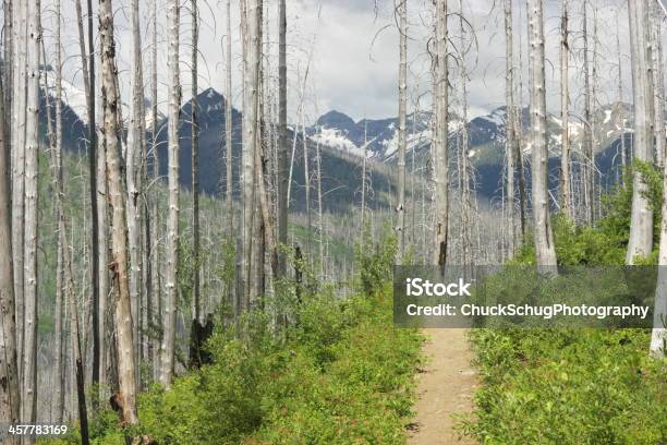 El Sendero De Excursionismo Wilderness Mountain Bosque Foto de stock y más banco de imágenes de  Cordillera Absaroka