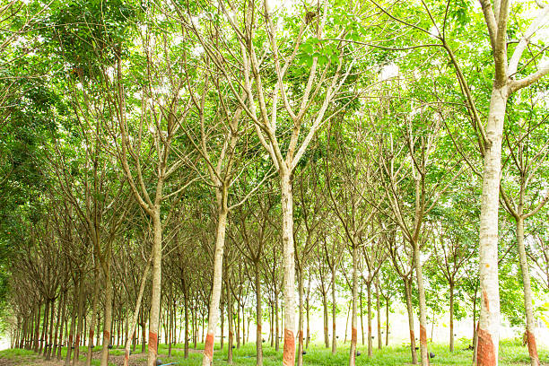 istock Rubber plantation in the southern, Thailand 457789461