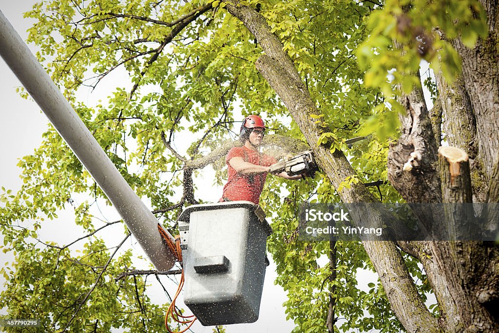 Tree 서비스 Arborist 가지치기용 잘라내기 잘라냄 질환이 있는 나뭇가지 사슬톱 나무에 대한 스톡 사진 및 기타 이미지 -  나무, 서비스, 제거 - Istock