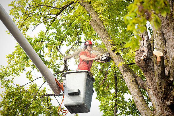 Tree Service Arborist Pruning, Trimming, Cutting Diseased Branches with Chainsaw Subject: A tree surgeon arborist expert working on removing a tree branch with chain saw and heavy equipment. absence stock pictures, royalty-free photos & images