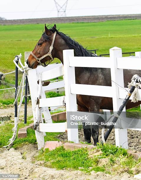 Thoroughbred Race Horse On Ranch Stock Photo - Download Image Now - Agricultural Field, Agriculture, Animal