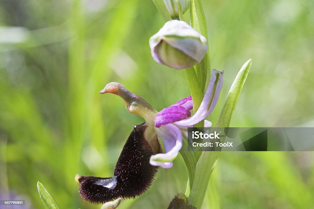 Ophrys Bertolonii - Foto stock royalty-free di Ambientazione esterna