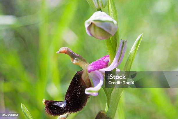 Ophrys Bertolonii - Fotografie stock e altre immagini di Ambientazione esterna - Ambientazione esterna, Bellezza naturale, Close-up
