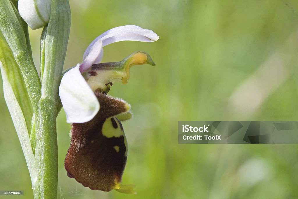 Ophrys Bertolonii - Lizenzfrei Bedrohte Tierart Stock-Foto