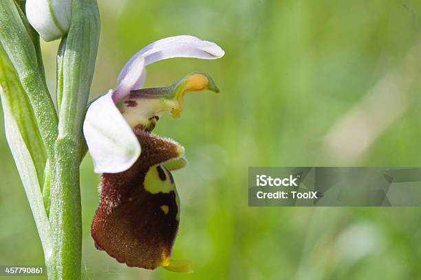 Ophrys Bertolonii Stockfoto und mehr Bilder von Bedrohte Tierart - Bedrohte Tierart, Blume, Blume aus gemäßigter Klimazone