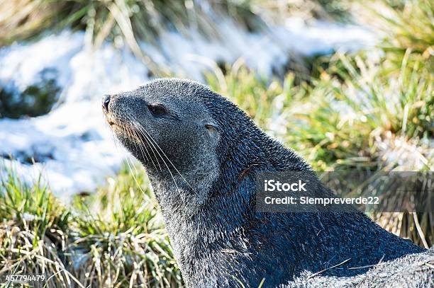 Lobomarinhodoatlântico Poses Para A Câmara - Fotografias de stock e mais imagens de Animal - Animal, Antártida, Ao Ar Livre