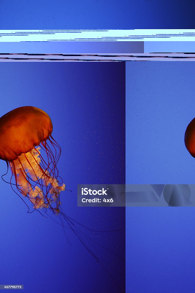 Jelly di pesce - Foto stock royalty-free di Acqua