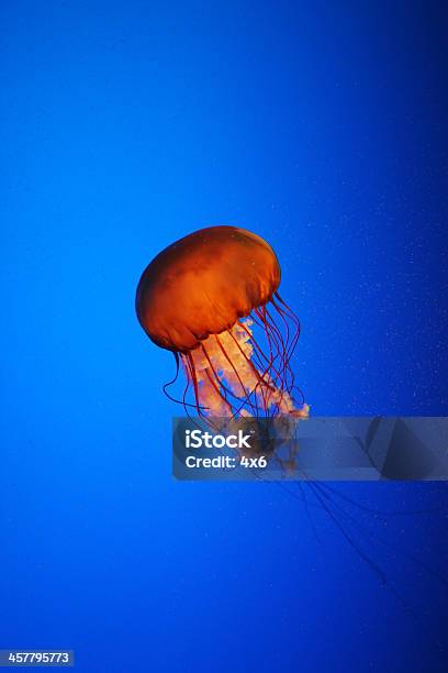 Jelly Di Pesce - Fotografie stock e altre immagini di Acqua - Acqua, Animale, Attività che richiedono movimento