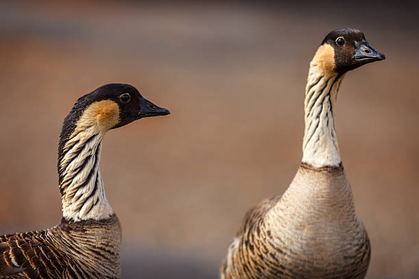 Nene geese stock photo