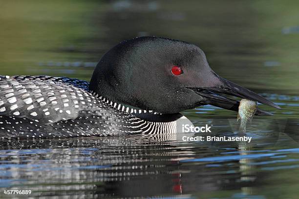 Mobelhagrande Com Um Pequeno Peixe Sol - Fotografias de stock e mais imagens de Adulto - Adulto, América do Norte, Animal