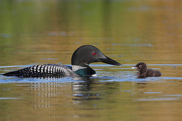 istock Common Loon Baby and Parent 457796929