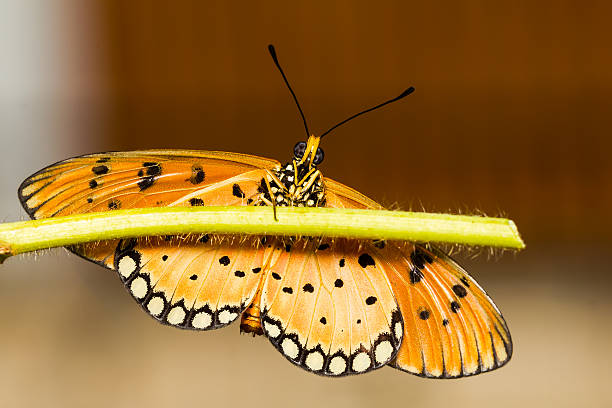 istock Tawny Coster Butterfly 457797703