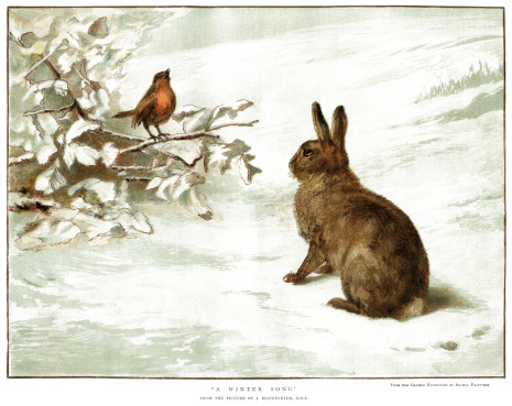 A singing red-breasted robin sitting on a twig, being watched by a brown rabbit sitting in the snow. From “The Graphic Christmas Number 1883”, a supplement produced for Christmas 1883 to “The Graphic”, a British weekly illustrated paper first published by Illustrated Newspaper Ltd in 1869. The publication employed many notable artists and writers of the day.