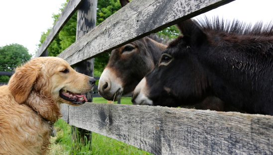 A golden retriever and two miniature donkeys hold a conversation over the fence. 