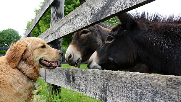 Dog and donkeys in conversation A golden retriever and two miniature donkeys hold a conversation over the fence.  ass horse family photos stock pictures, royalty-free photos & images