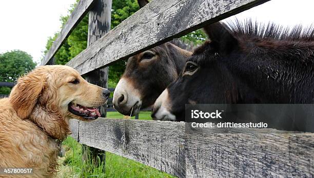 Cão E Burros Na Conversa - Fotografias de stock e mais imagens de Cão - Cão, Quinta, Animal