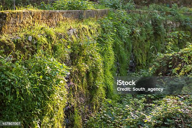 녹색 Mossy 벽 배경기술 에서 정글 0명에 대한 스톡 사진 및 기타 이미지 - 0명, 건설 산업, 건축