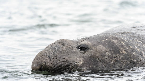istock Close view of an Elephant seal. 457811567