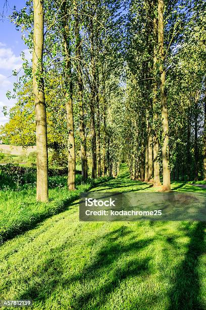 Field Stockfoto und mehr Bilder von Agrarbetrieb - Agrarbetrieb, Bauholz-Brett, Begrenzung