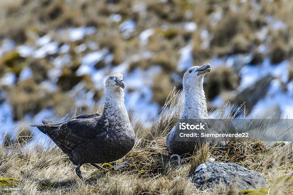 Casal de albatrozes no seu ninho - Foto de stock de Animal royalty-free