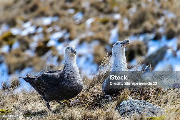 Foto de Casal De Albatrozes No Seu Ninho e mais fotos de stock de Animal - Animal, Antártica, Clima