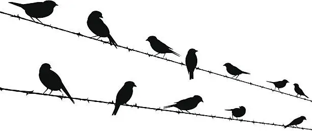 Vector illustration of bird silhouettes on barb wire