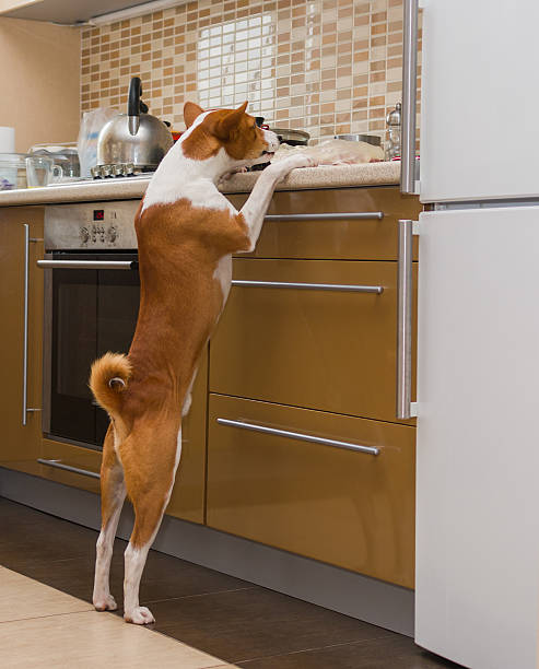 istock Hungry dog is inspecting kitchen 457819869