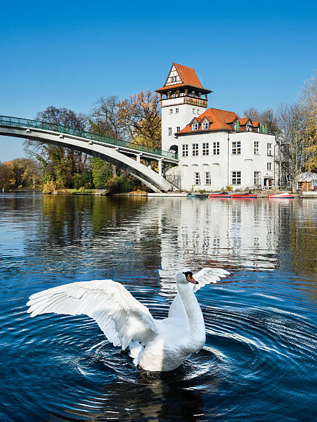 White swan flaps wings on river Spree in Treptow Park, Berlin, Germany