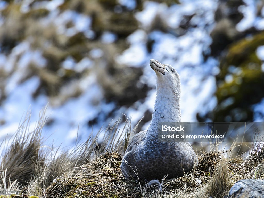 Par de albatrosses en sus nest - Foto de stock de Aire libre libre de derechos