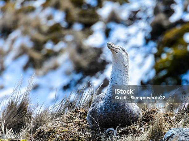 Par De Albatrosses En Sus Nest Foto de stock y más banco de imágenes de Aire libre - Aire libre, Animal, Antártida