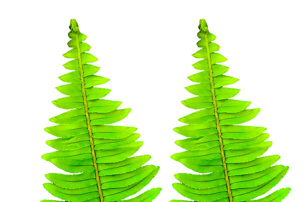 istock green leaves of fern 457820549