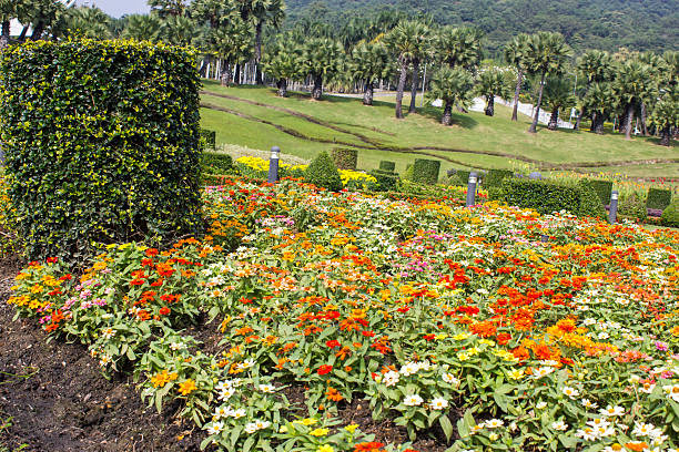 tropical garden in thailand