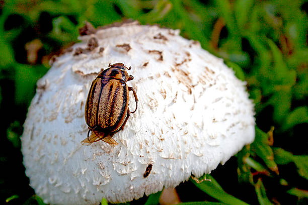 istock Close Up Of Striped Beetle Crawling On Sprouted Mushroom 457824047