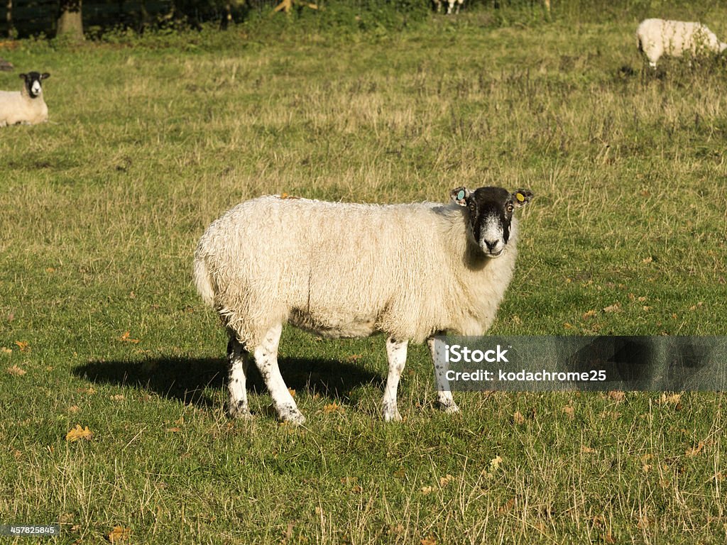sheep sheep on an estate in the countryside Agricultural Field Stock Photo