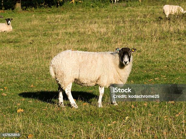 Sheep Stock Photo - Download Image Now - Agricultural Field, Agriculture, Animal