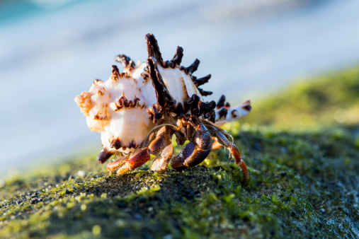 Hermit crab on the beach crawling around on the coral reef