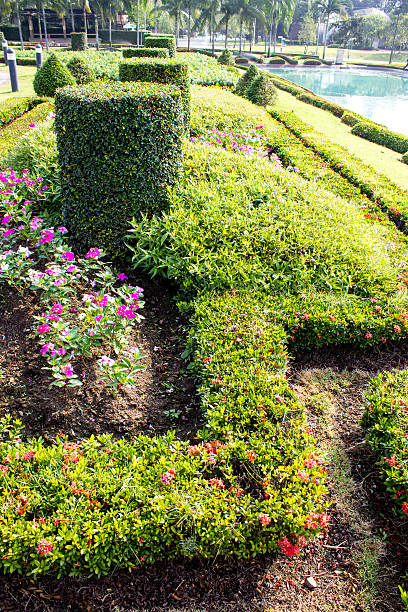 istock Beatiful flower in tropical garden Thailand 457827739