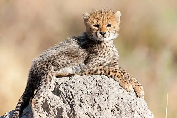 Photo of Cheetah Cub Sunbathing