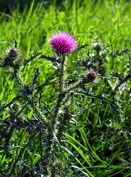 Photo of welted thistle with purple flowers on meadow