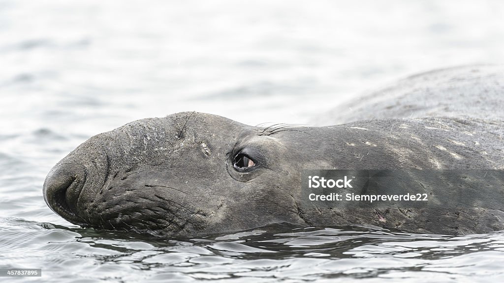 Elephant seal und roten sed Augen. - Lizenzfrei Antarktis Stock-Foto