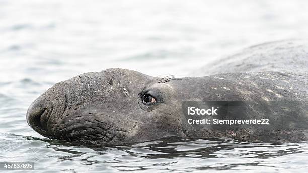 Elephant Seal Und Roten Sed Augen Stockfoto und mehr Bilder von Antarktis - Antarktis, Arktis, Atlantik