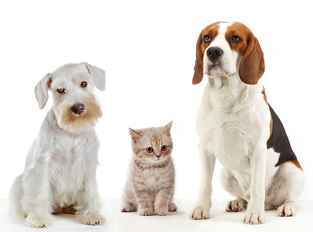 istock three domestic animals cat and dogs 457838197