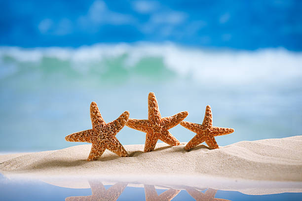 istock starfish  with ocean , beach and seascape 457847919