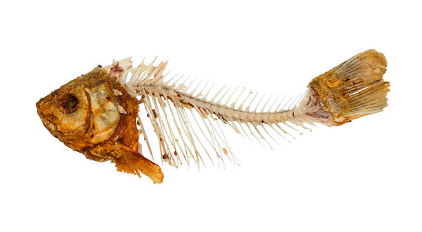 esqueleto de peixe - espinha dorsal de animal - fotografias e filmes do acervo