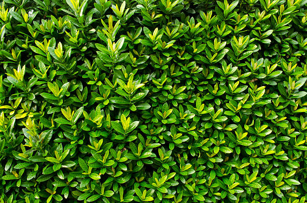 istock close up West Indian Jasmine 457852225